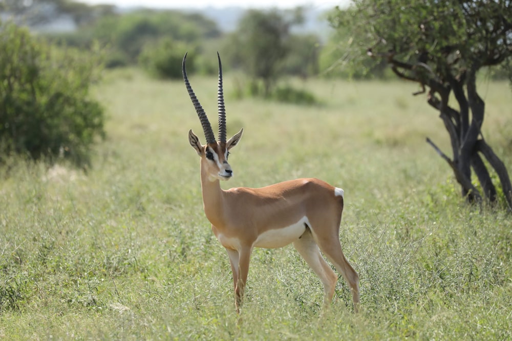 Antilope steht auf grüner Wiese