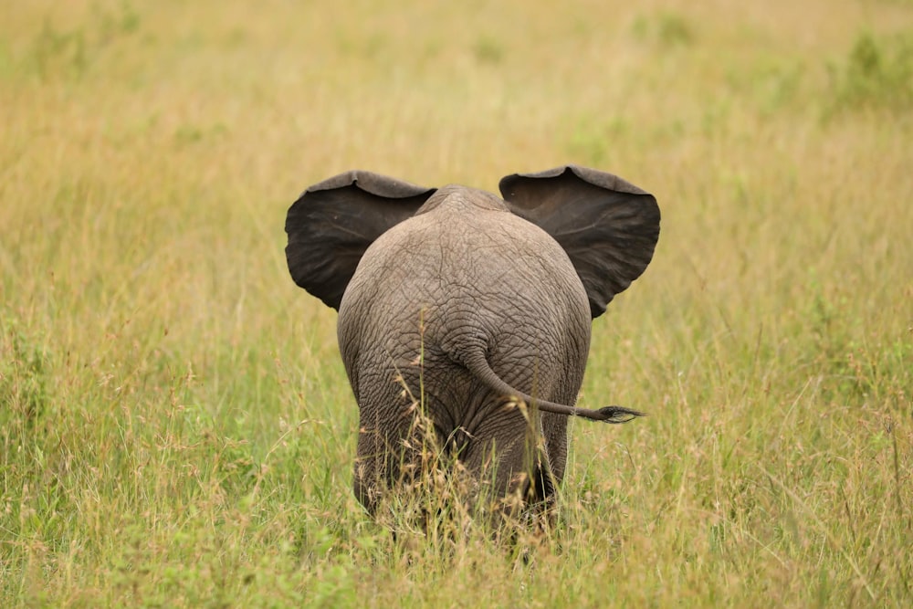 elephant standing on green field