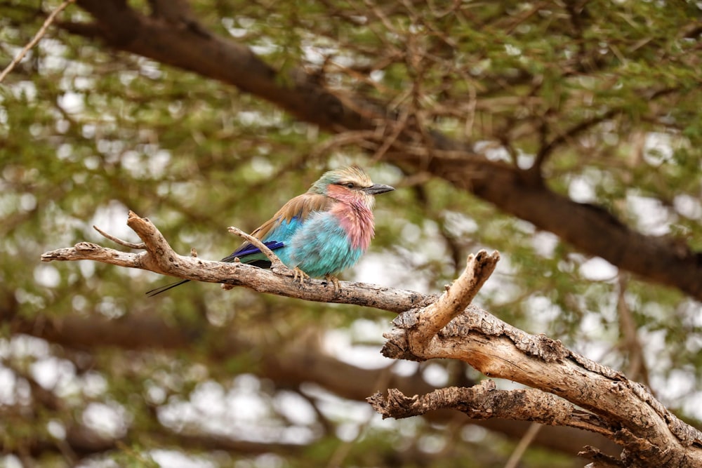 brown and teal bird on branch