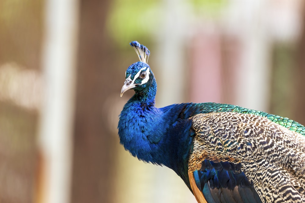 blue and brown peacock