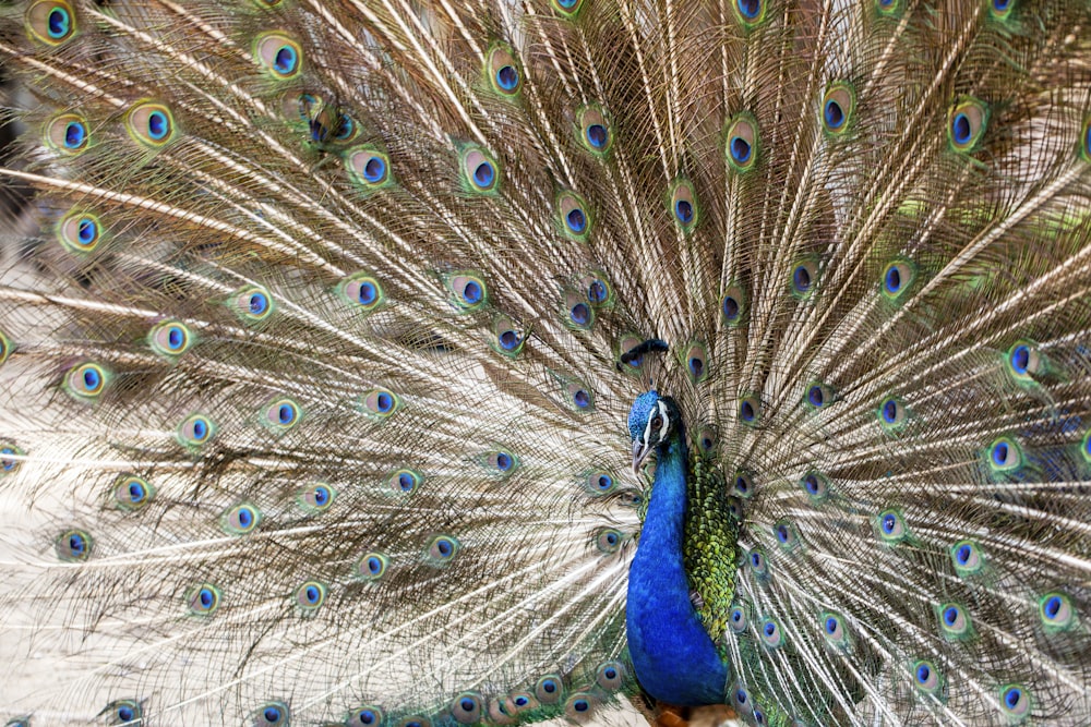 gold and blue peacock