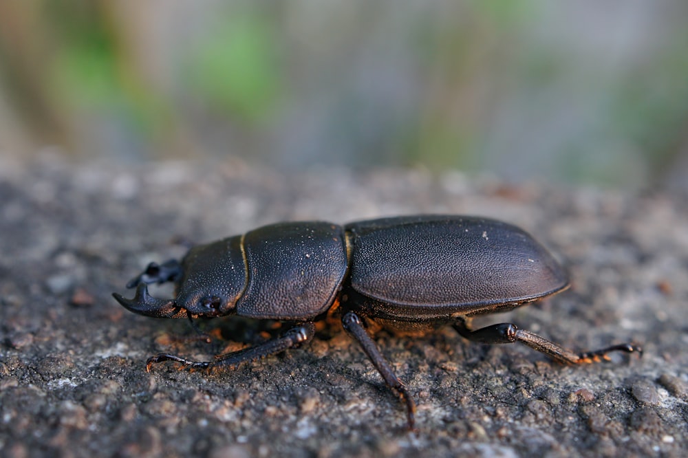 black insect photograph