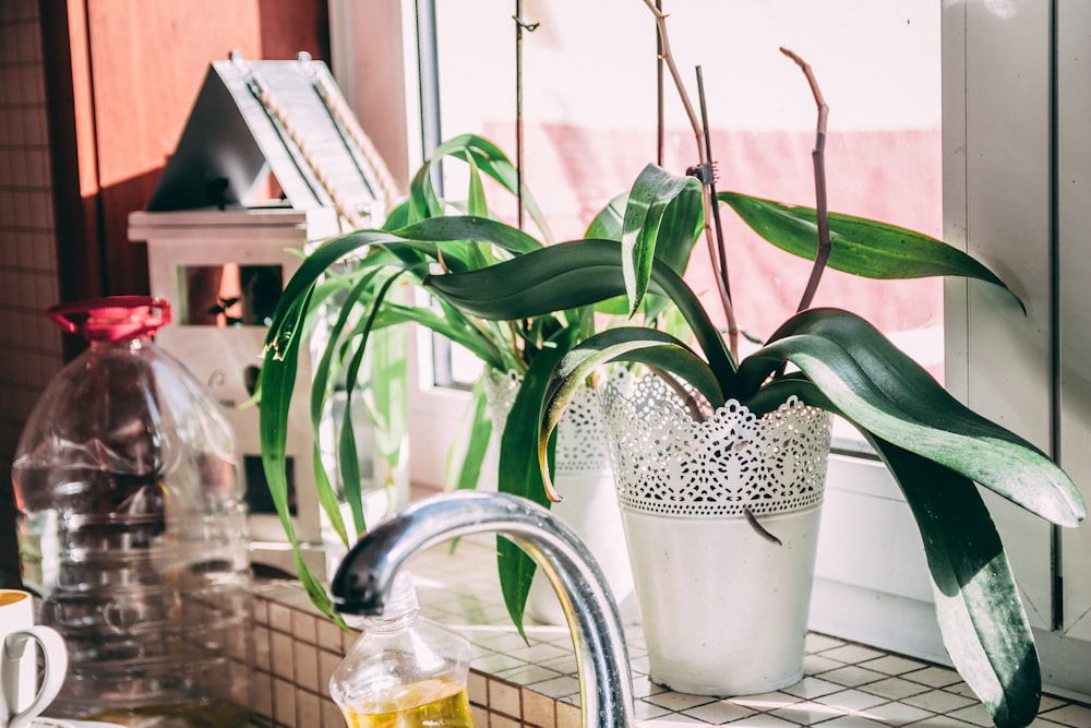 green leaf plant in vase near faucet