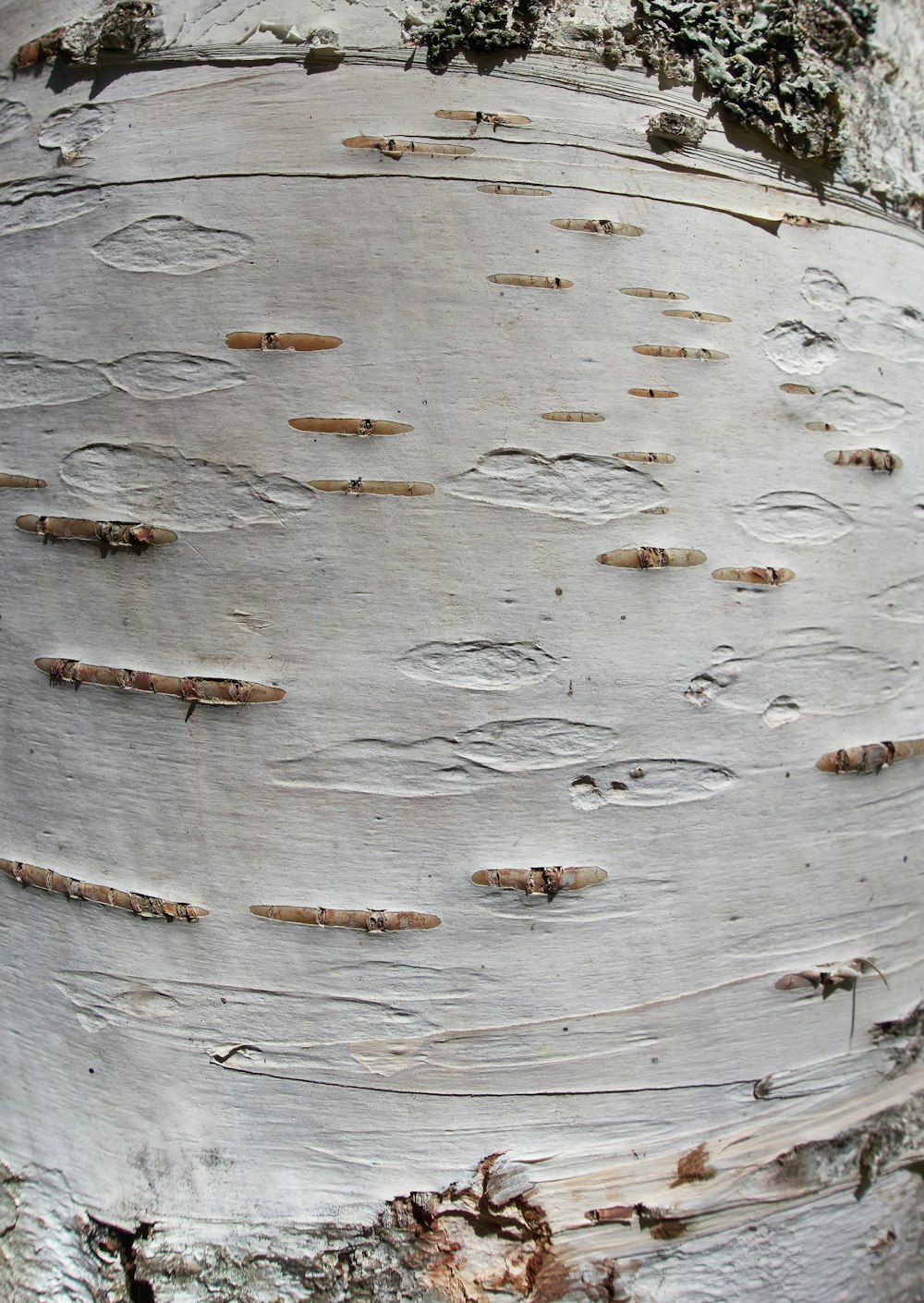 a close up of the bark of a tree