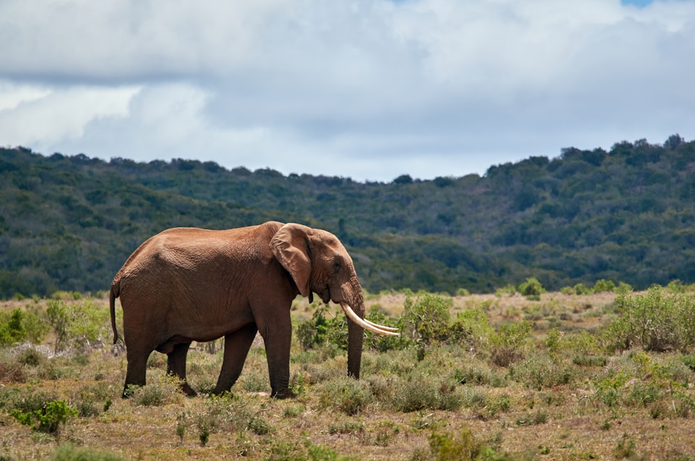 brown elephant photograph