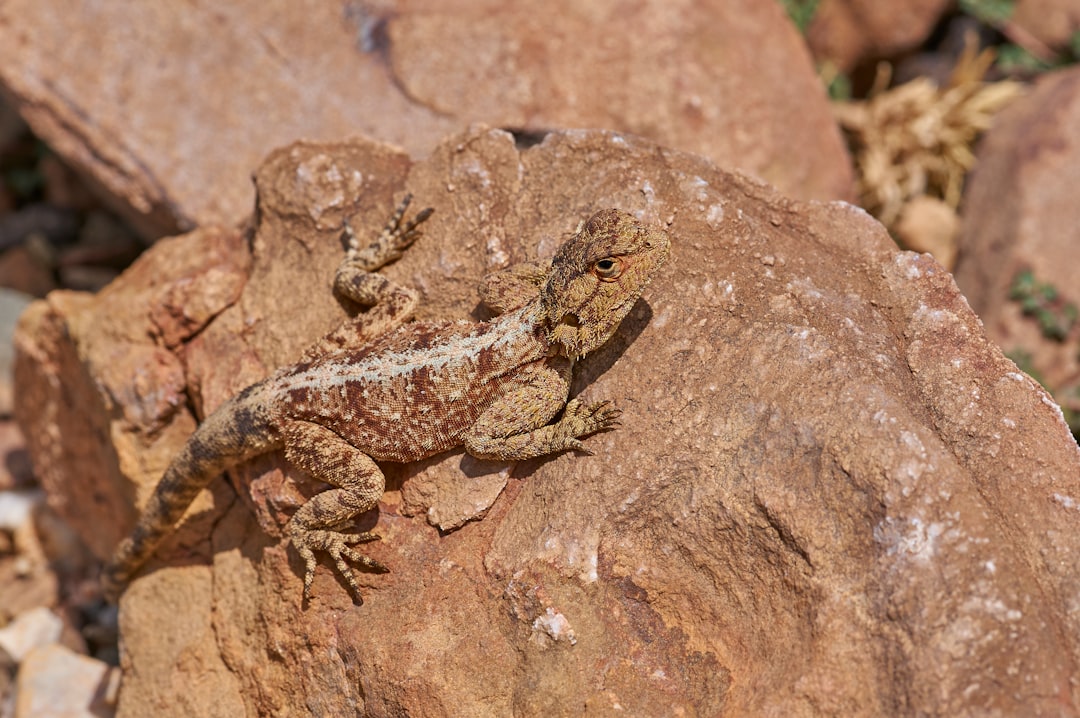 brown lizard on the stone photograph