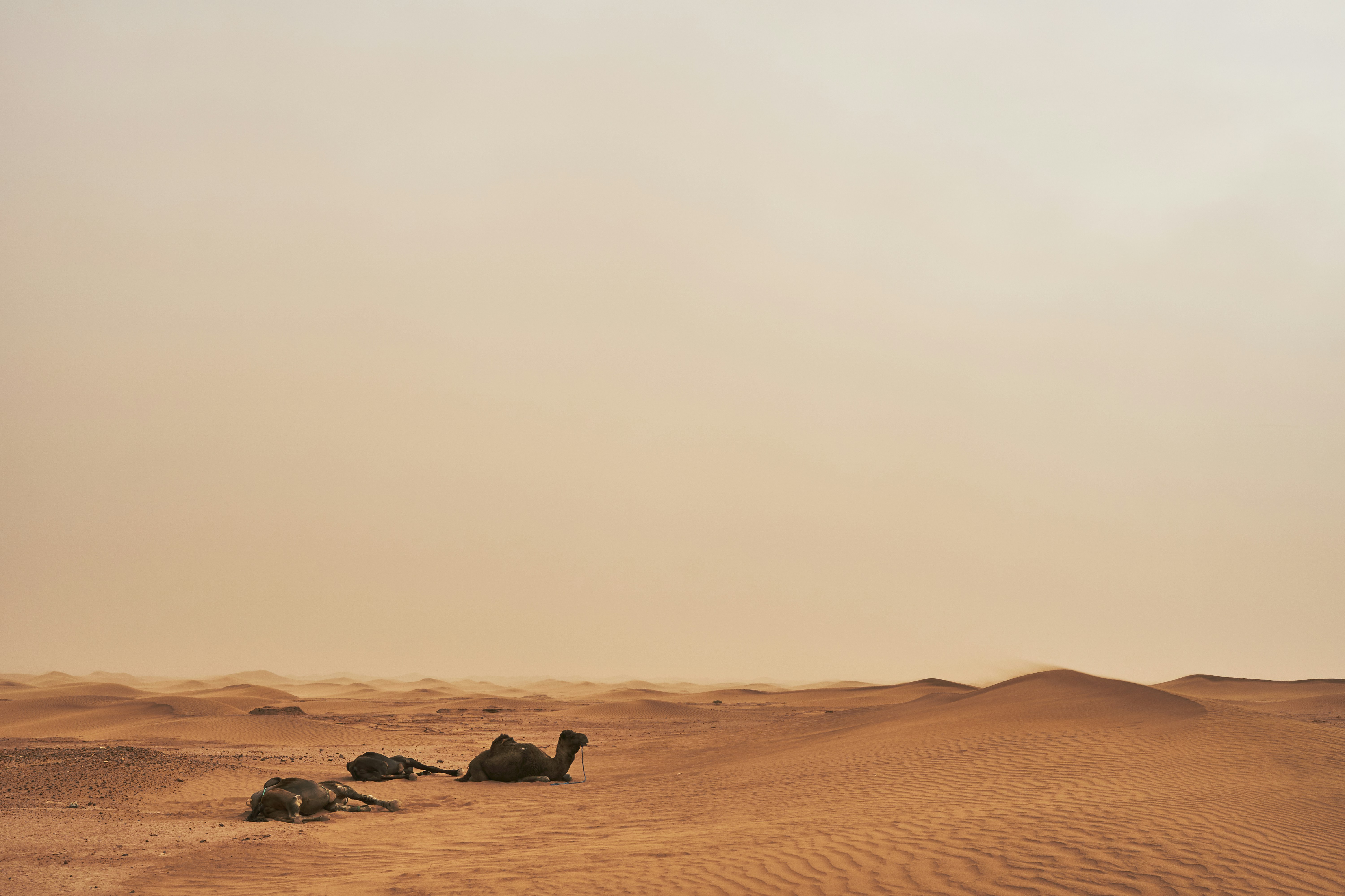 Photo by wolfgang_hasselmann