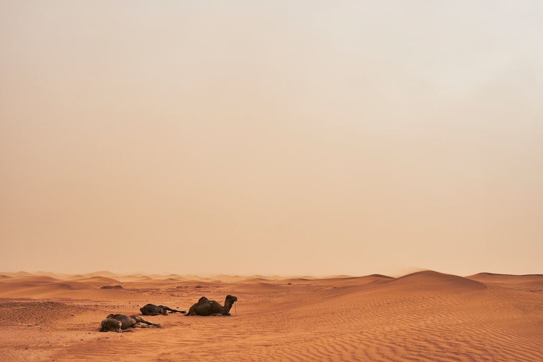 brown camels sitting on sand dunes