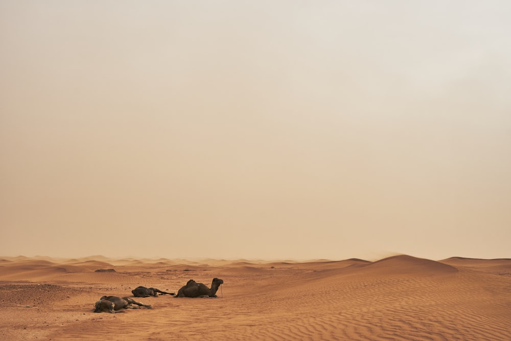 brown camels sitting on sand dunes