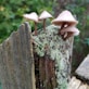 five brown mushrooms grew on brown wooden trunk