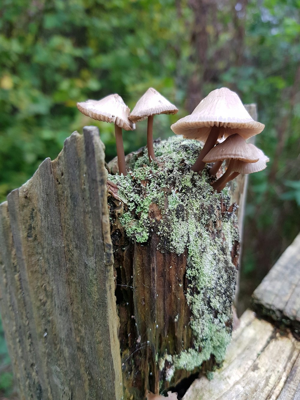 five brown mushrooms grew on brown wooden trunk