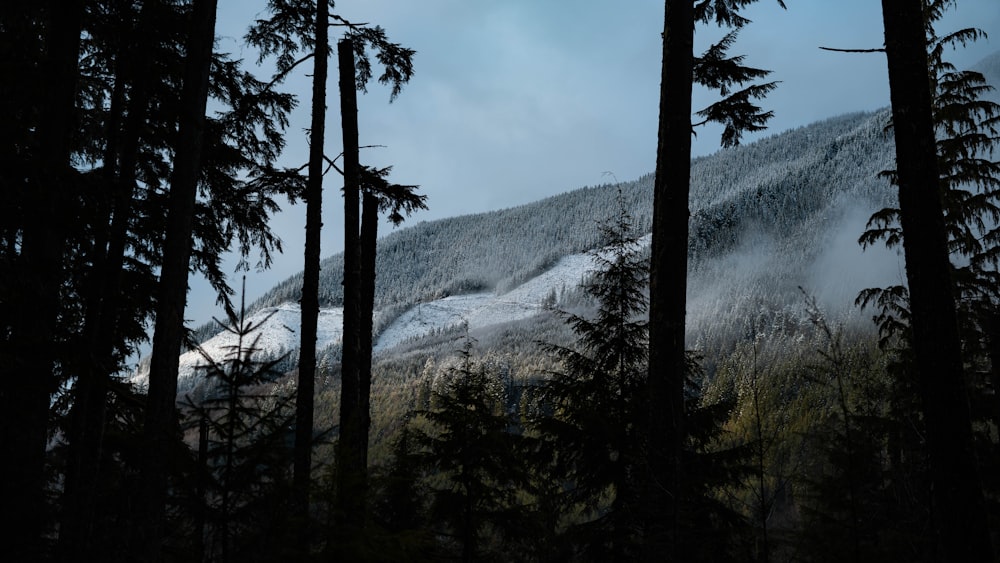 tall trees on hills