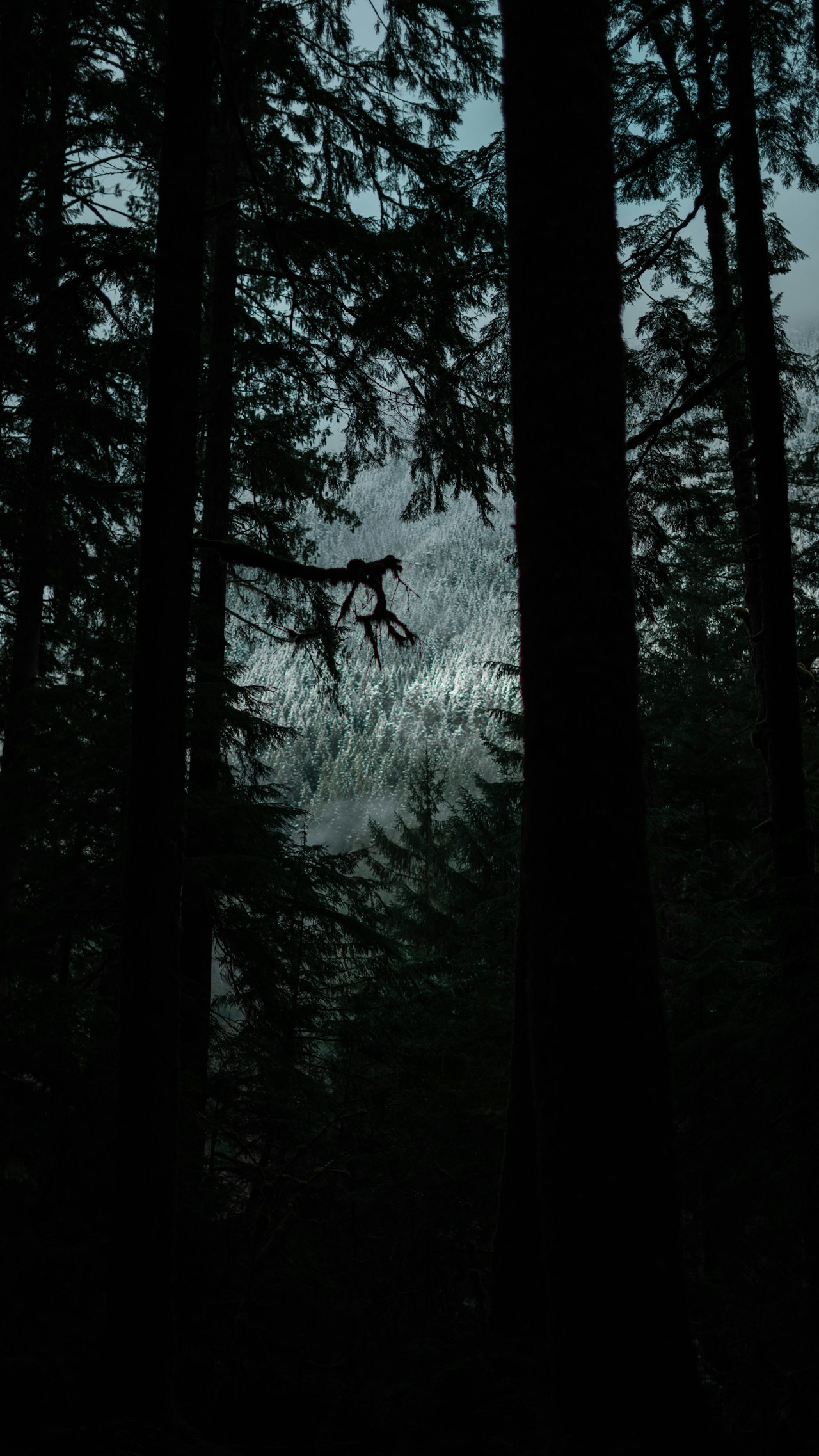 北歐神秘的森林暗夜，薩米薩滿文化的靈性世界