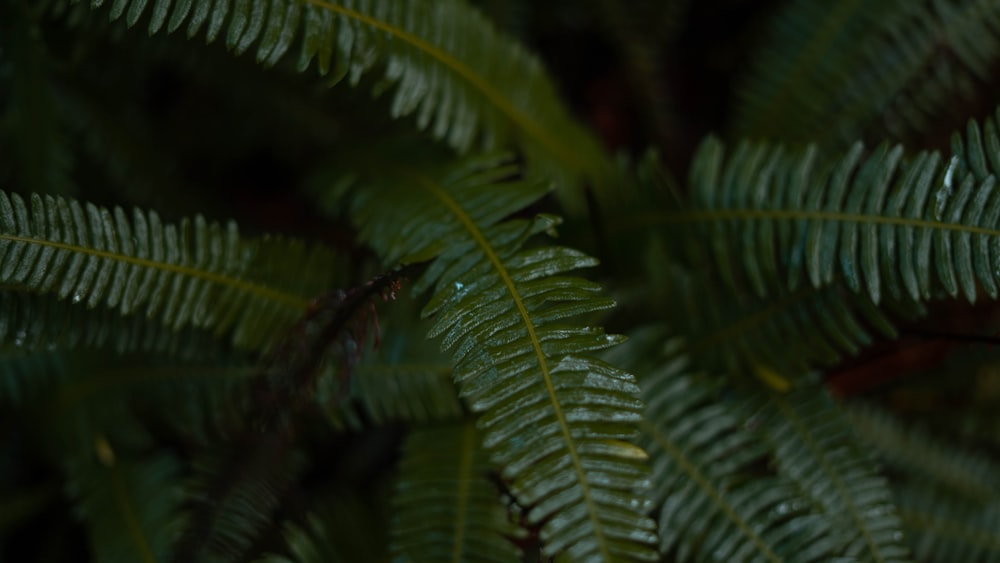 green fern plants