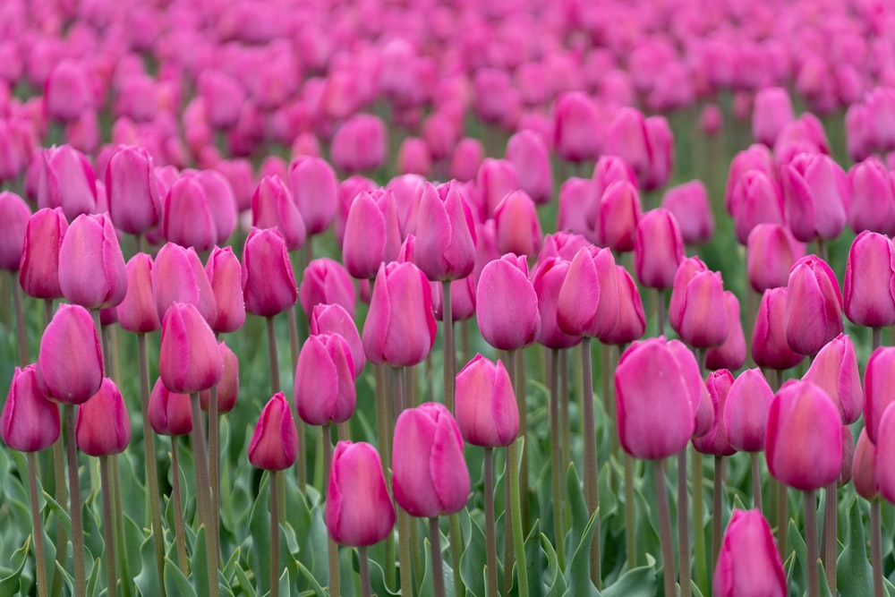 pink tulip field