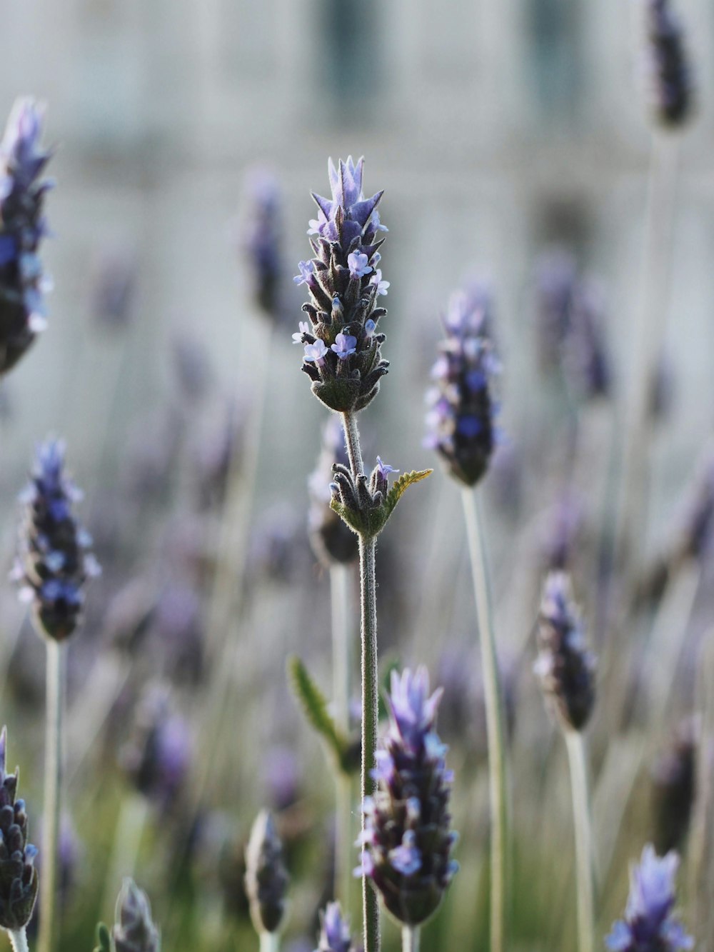 flores de lavanda