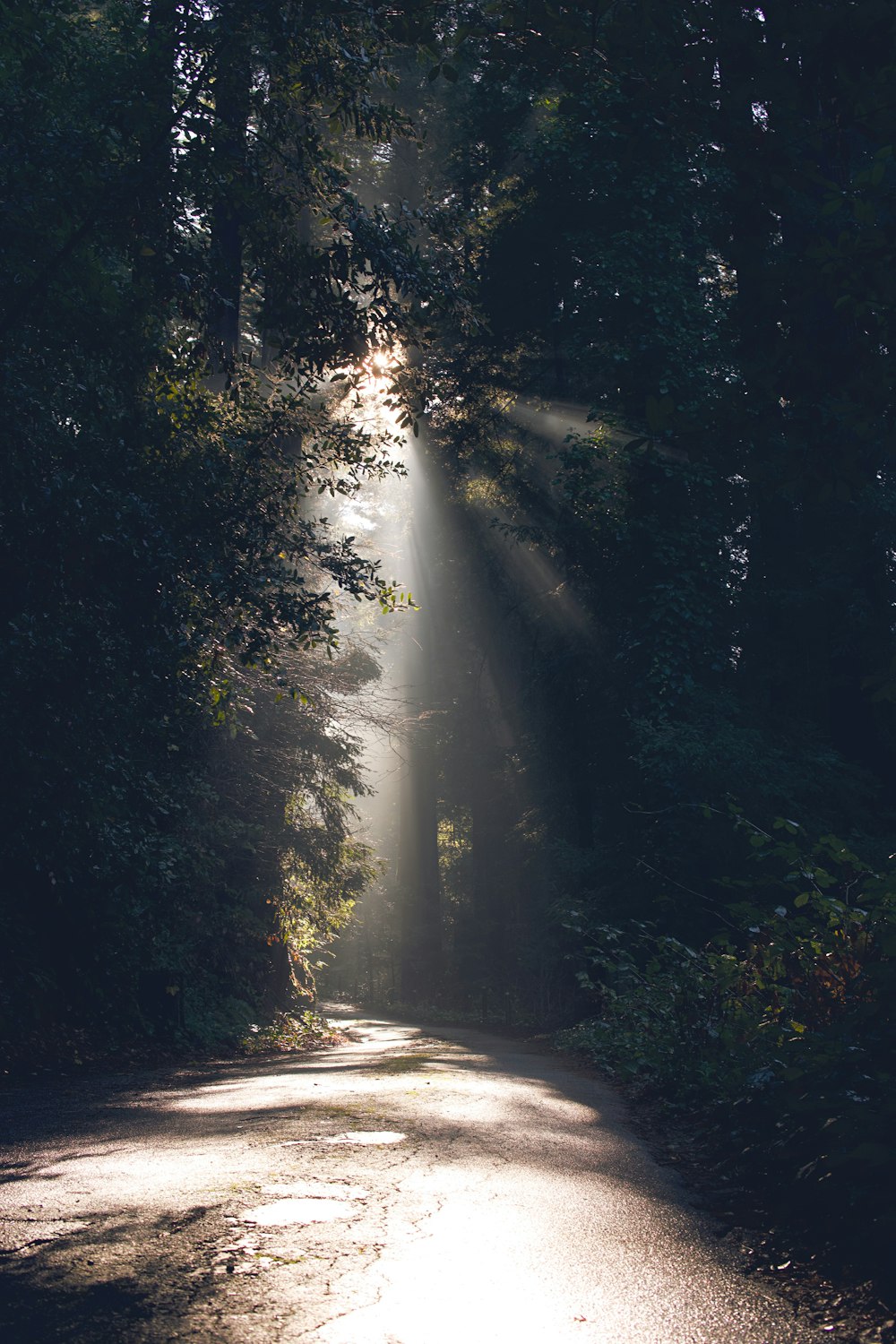 trees beside road