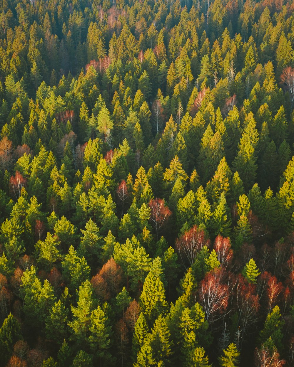 aerial photograph of trees