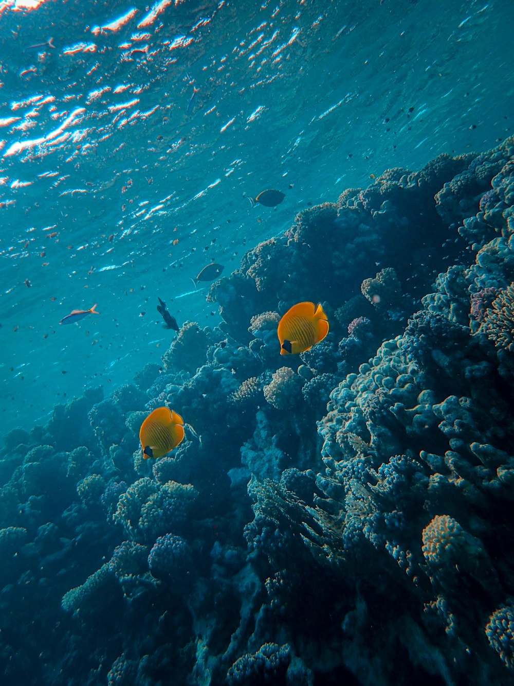 banco de peces junto al coral