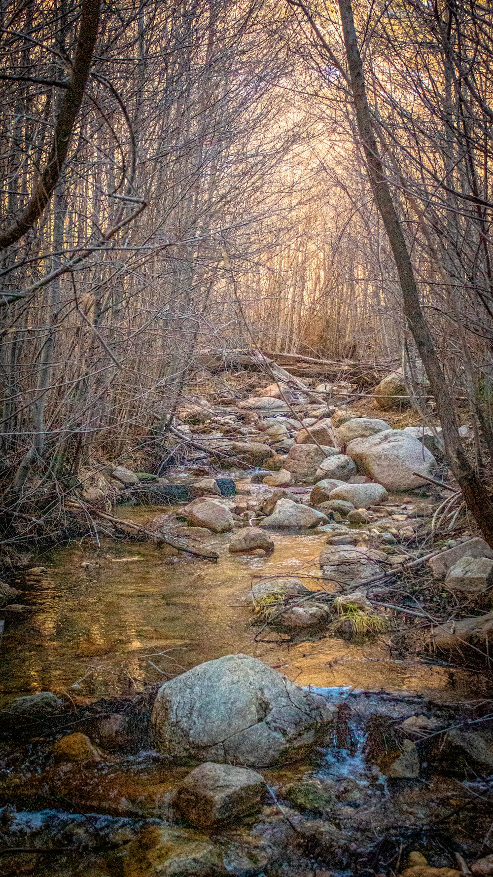 body of water on brown trees