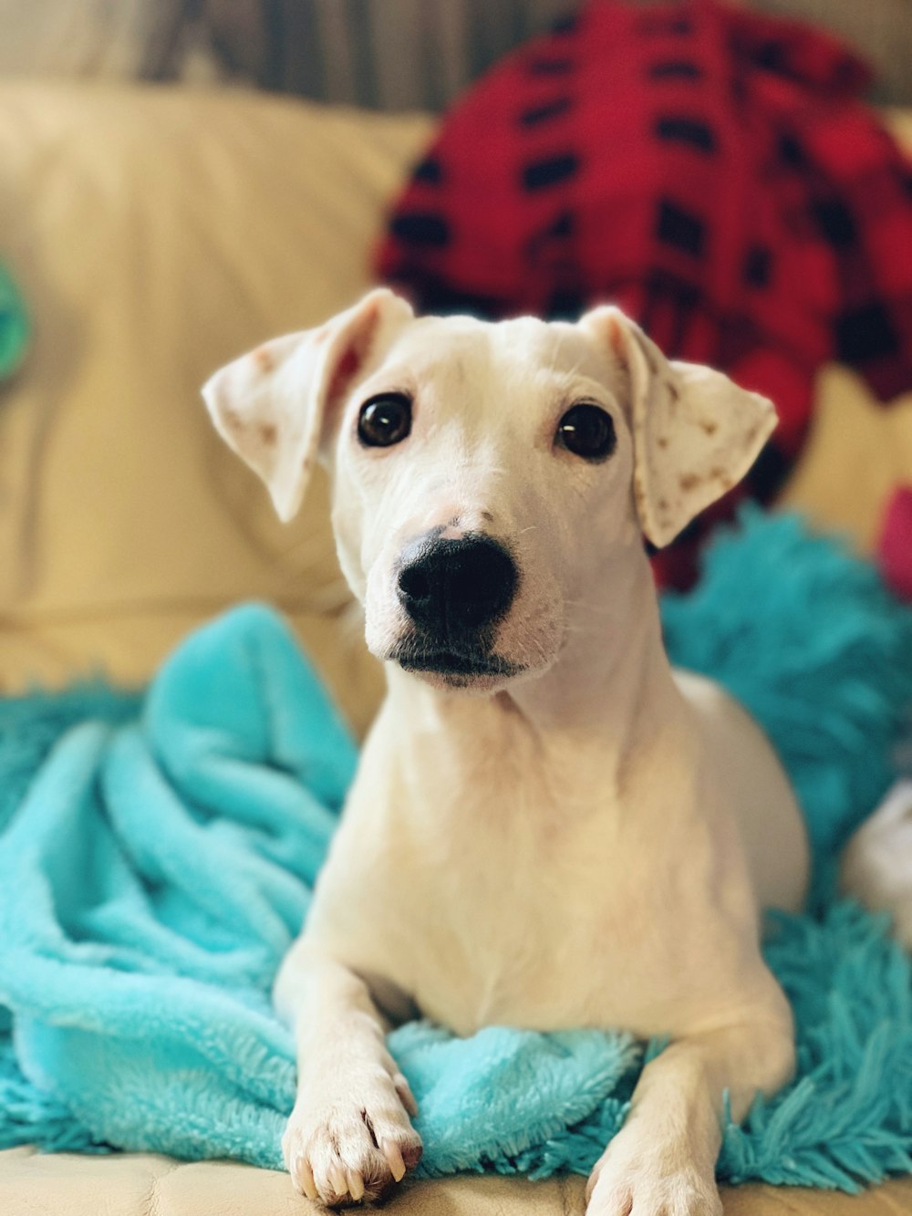 white dog laying on teal towel