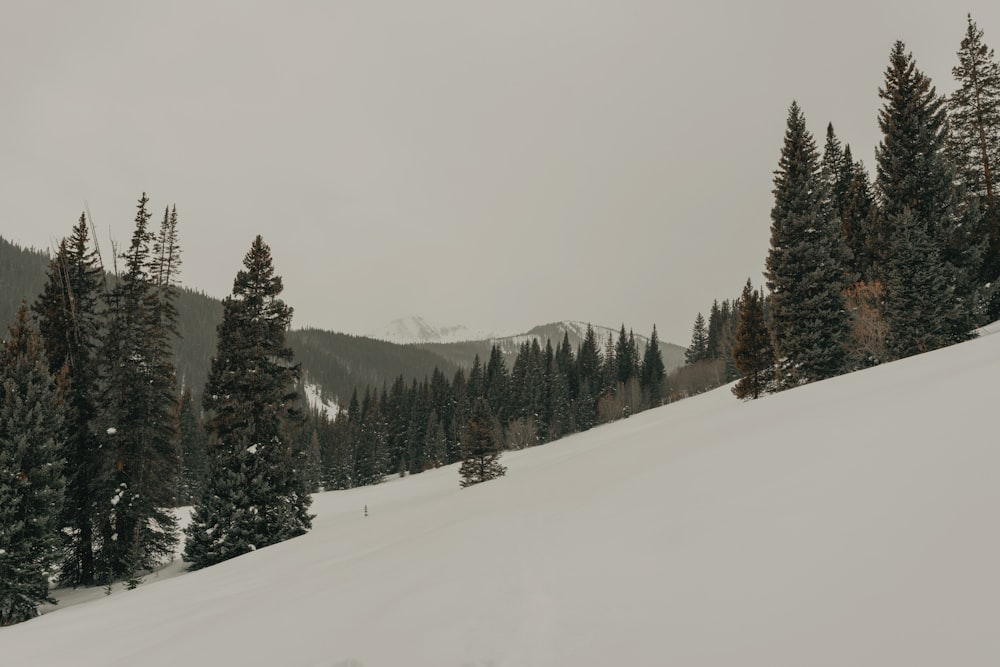 colinas cubiertas de nieve