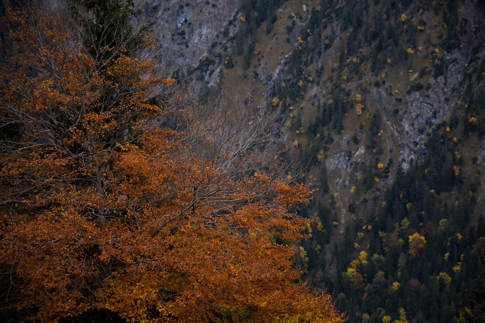 a forest filled with lots of trees next to a mountain