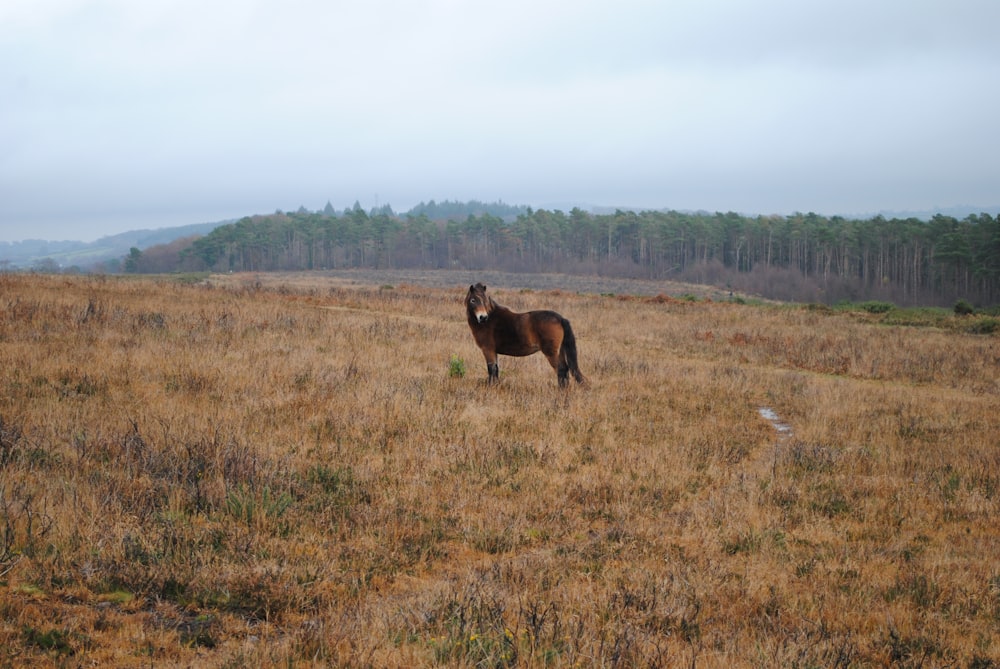 brown horse on brown field