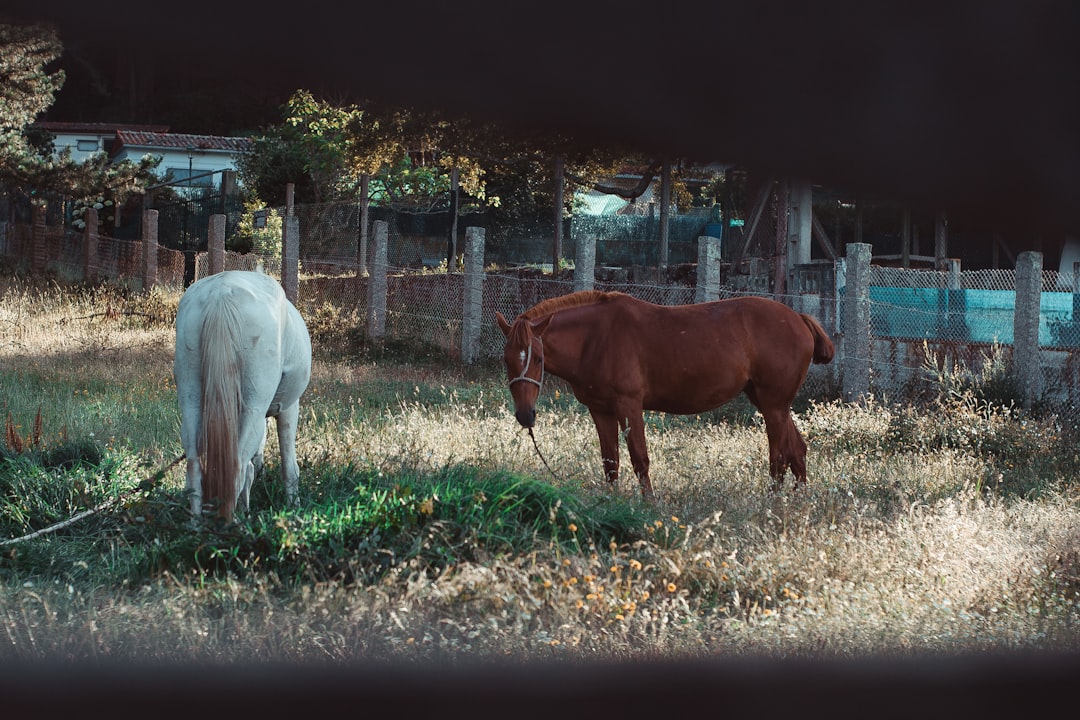 two white and brown horses on grass field