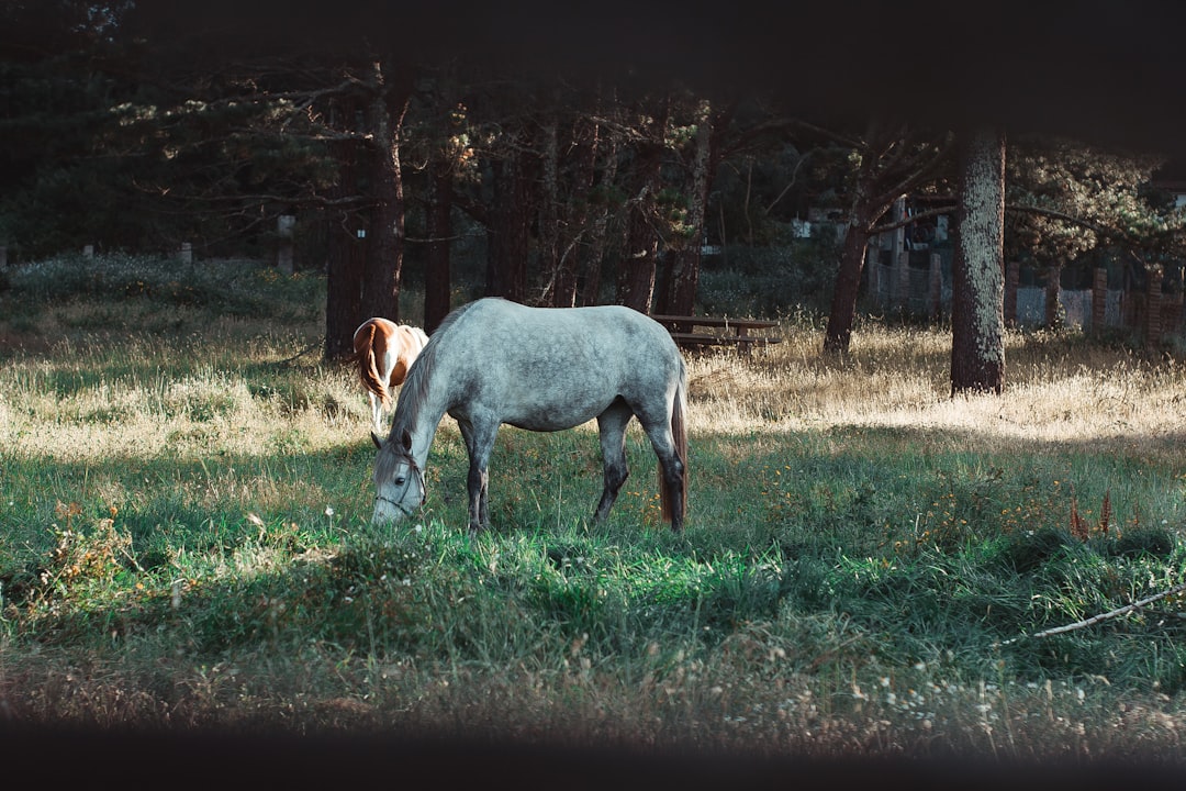 gray horse eating grasses surrounded with green trees