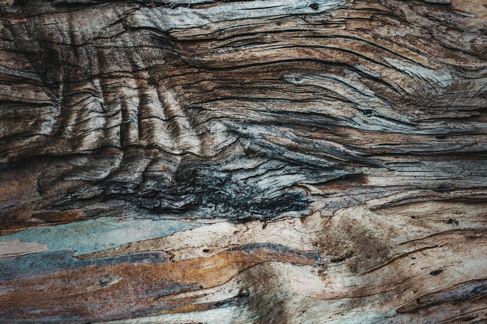 Vue rapprochée de l’écorce d’un arbre