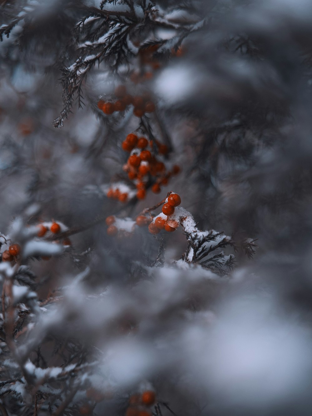 snow-covered red mistletoe