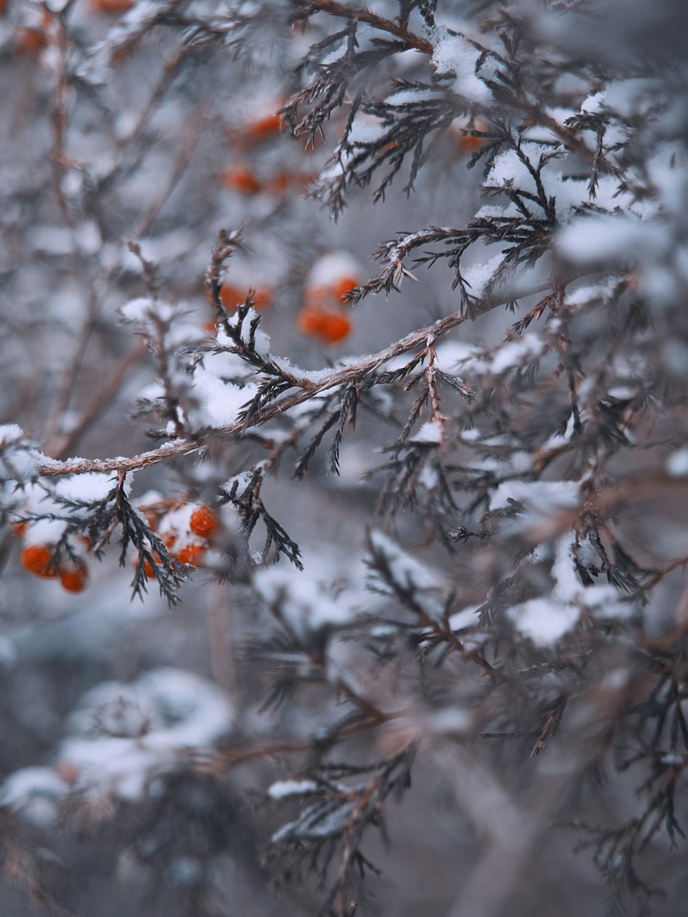 a tree with orange berries on it in the snow