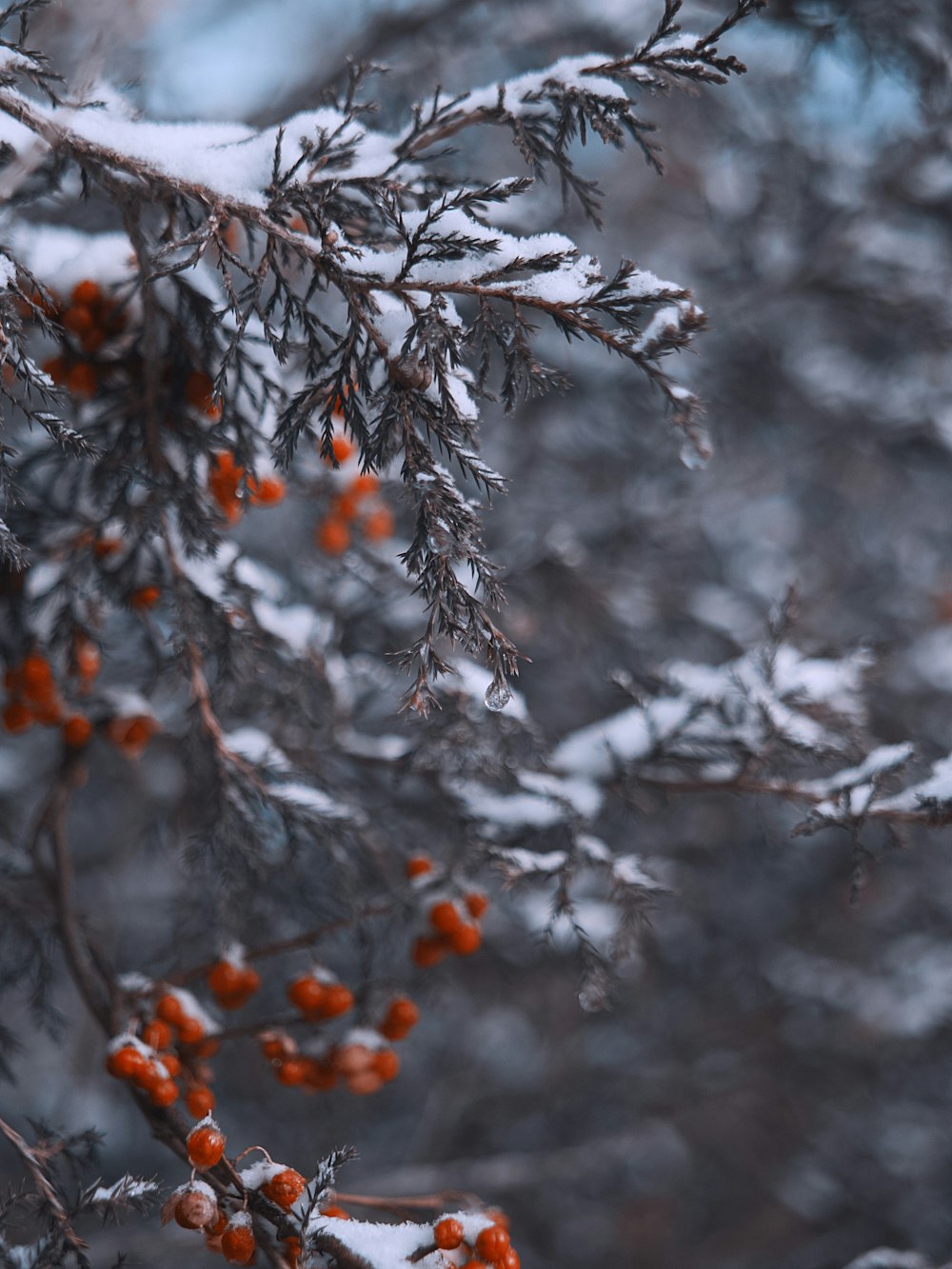 selective focus photography of pine tree