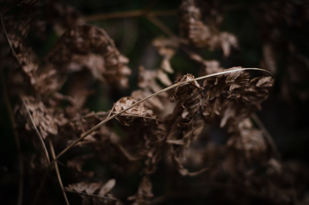 dried leaves