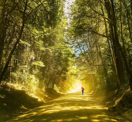 person walking on road between green trees during daytime in Neuquén Argentina