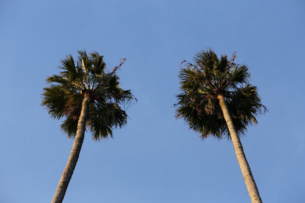 two three coconut palm trees