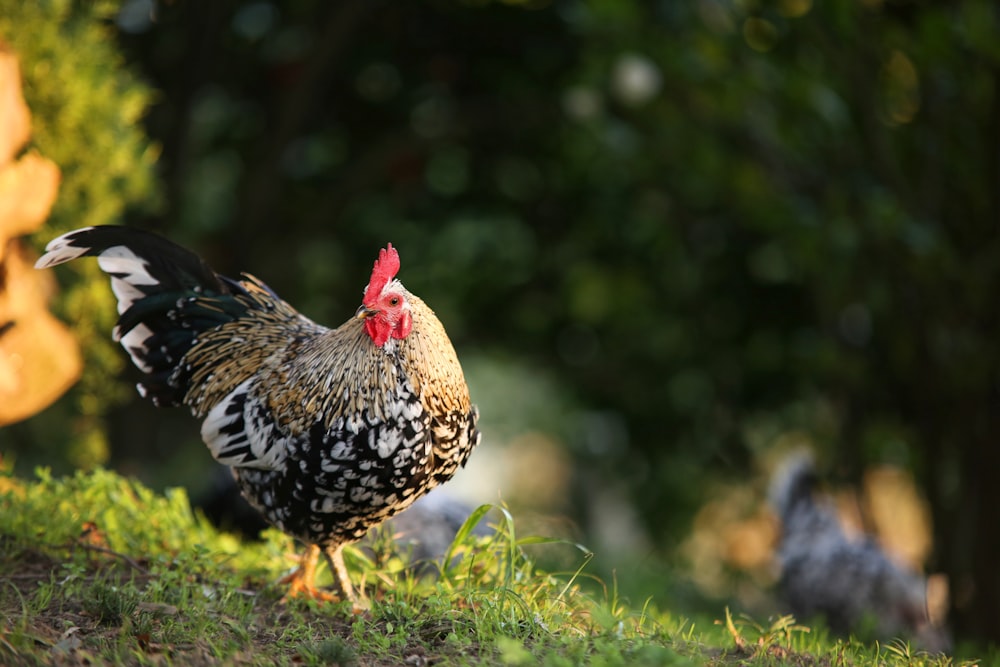 brown and black rooster on grass