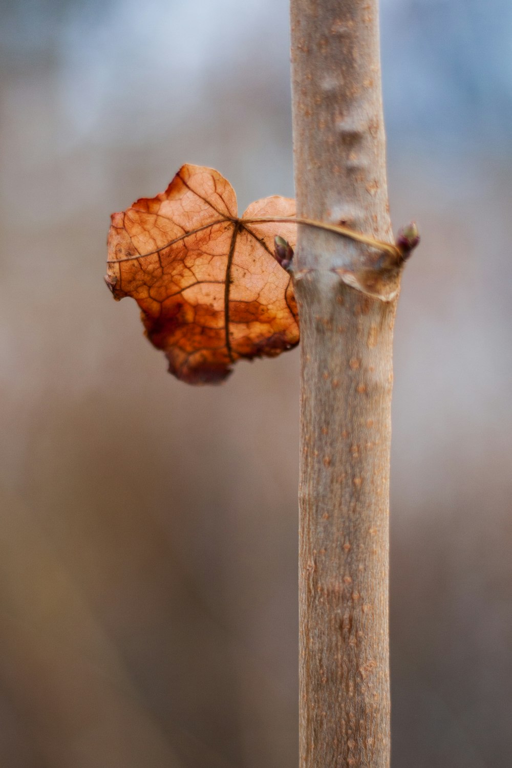 brown leaf