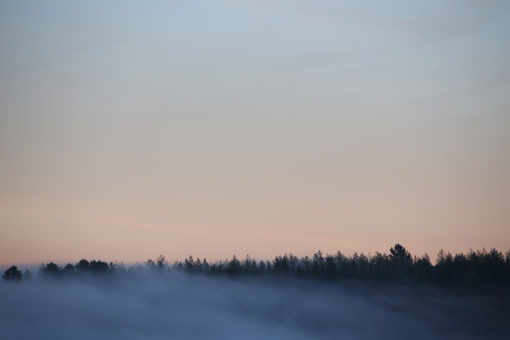 silhouette of trees under gray skkky