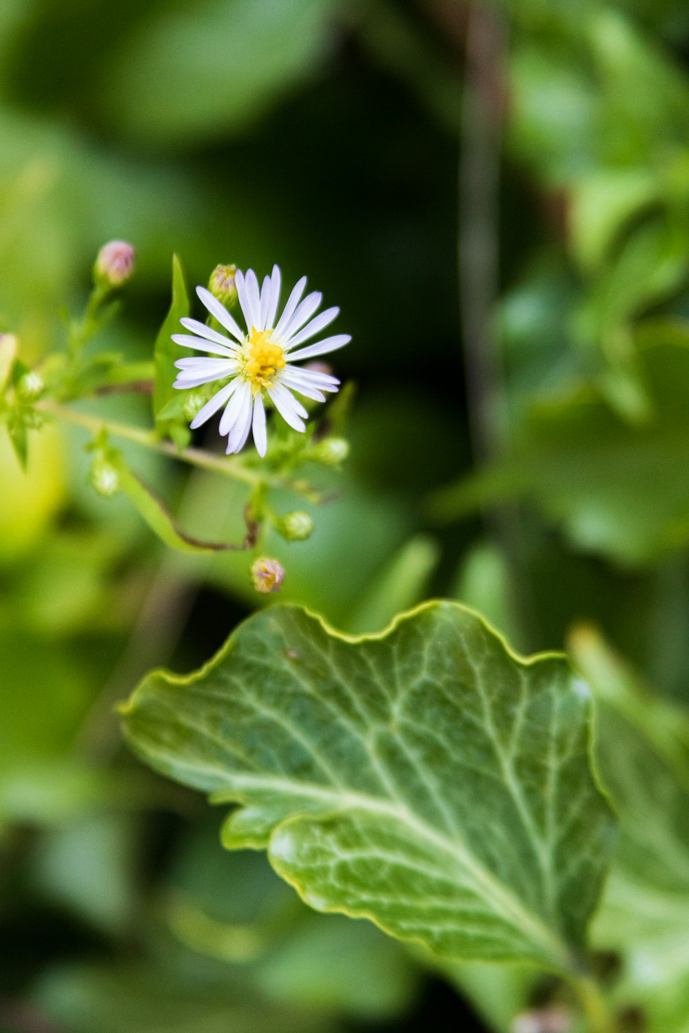 white petaled flower