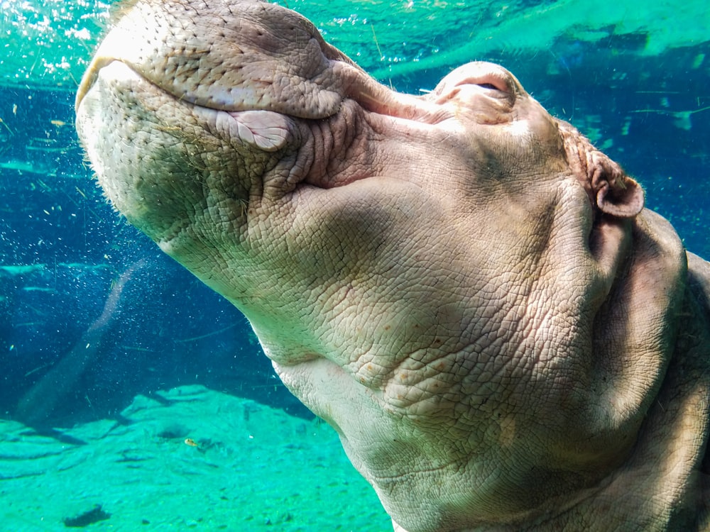 hipopótamo bajo el agua