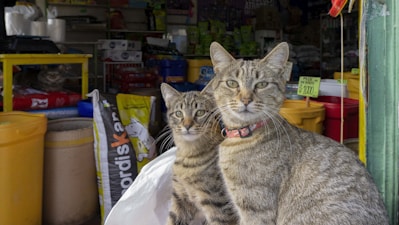 Two tabby cats with distinct patterns sit in the foreground, wearing collars, while a shop filled with pet supplies serves as the backdrop. Various bags and containers are visible, along with price tags and colorful packaging.