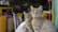 Two tabby cats with distinct patterns sit in the foreground, wearing collars, while a shop filled with pet supplies serves as the backdrop. Various bags and containers are visible, along with price tags and colorful packaging.