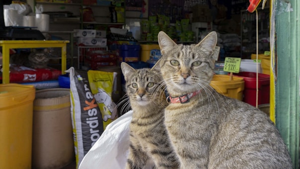 Two tabby cats with distinct patterns sit in the foreground, wearing collars, while a shop filled with pet supplies serves as the backdrop. Various bags and containers are visible, along with price tags and colorful packaging.
