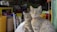 Two tabby cats with distinct patterns sit in the foreground, wearing collars, while a shop filled with pet supplies serves as the backdrop. Various bags and containers are visible, along with price tags and colorful packaging.