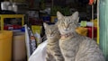 Two tabby cats with distinct patterns sit in the foreground, wearing collars, while a shop filled with pet supplies serves as the backdrop. Various bags and containers are visible, along with price tags and colorful packaging.