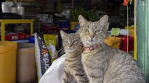 Two tabby cats with distinct patterns sit in the foreground, wearing collars, while a shop filled with pet supplies serves as the backdrop. Various bags and containers are visible, along with price tags and colorful packaging.