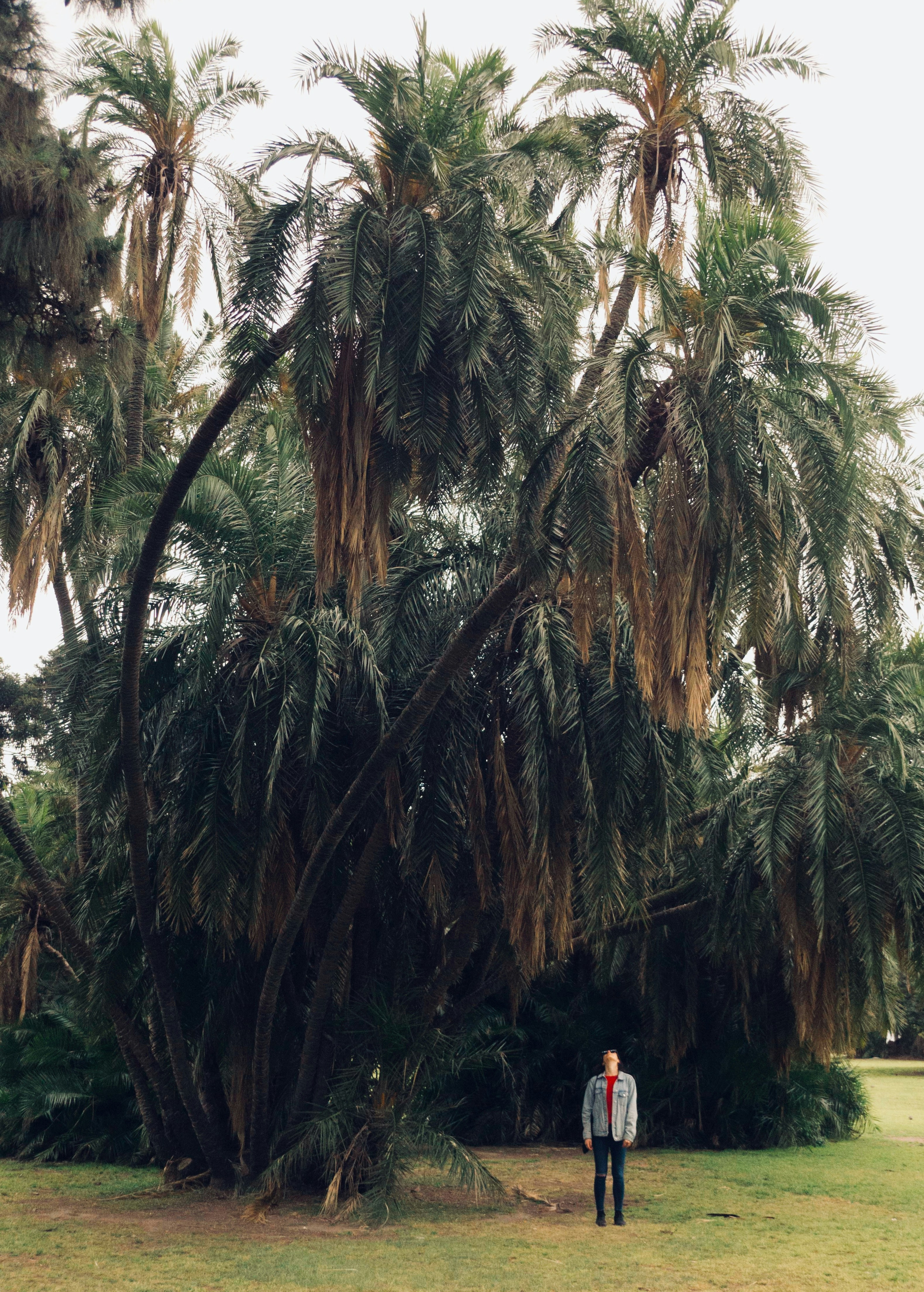 Person under tree photo – Free Woman Image on Unsplash