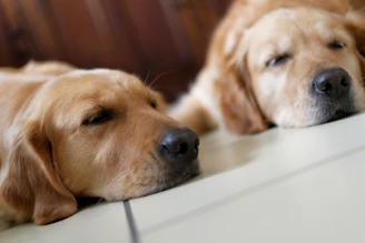 A gentle golden retriever resting peacefully beside a happy puppy in a cozy, sunlit kennel.